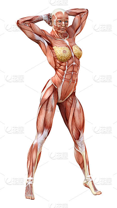 ♀各种傻瓜♂采集到人体肌肉+骨骼