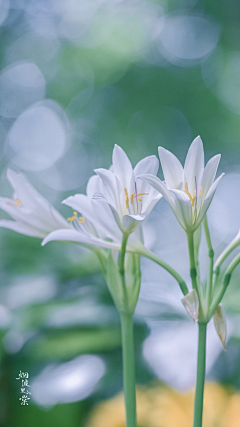 花儿_采集到花鸟/小动物