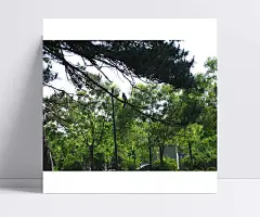 家园景色|绿色家园海报,建设美丽家园,共建和谐家园,建美好家园,家园,蔬菜家园海报,龙江家园酒,东方家园,海边景色,龙江家园,妇女儿童家园,家园联系,家园须知,共建美好家园