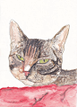 Tabby Tortoiseshell Cat - Watercolor Painting Illustration - Art Print