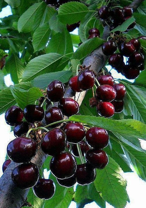 Cherry orchards....g...