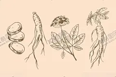 矢量人参线稿 【酷图网】人参,人参插画,人参线条,中药材,中药材人参,人参线稿,人参免扣素材,参,草药,药材,西洋参丹,参插画,人参苗,中医,中医药文化,深山药材,养生,人参插画线稿,矢量插画,矢量人参,矢量人参线稿