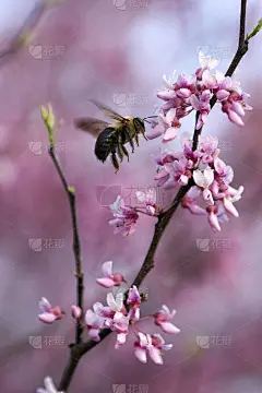 粉红花蕾上的蜜蜂