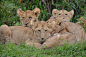 自然, 非洲, 野生动物, 肯尼亚, 狮子, 狮子幼崽, 在野外的动物