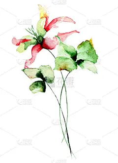 原花背景与花