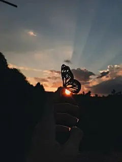 点击来源直接获取大图文件 |山顶上的蝴蝶，夕阳下的蝴蝶，天空中的蝴蝶