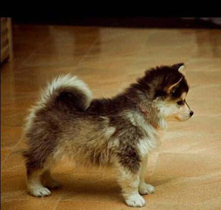 哈士奇husky和柯基corgi的混血又叫horgi或siborgi会兼有柯基的小短腿