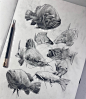 Fish sketches