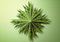 英国视觉艺术家和摄影师Matt Walford利用天然的叶子和花创建这些美丽的“分形”几何图形～（mattwalford.co.uk）