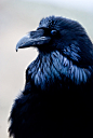 fairy-wren:
Common Raven. Photo by Yellowstoned
