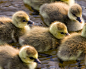 General 1280x1024 nature animals birds duck baby animals