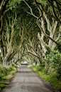 The dark hedges, Northern Ireland