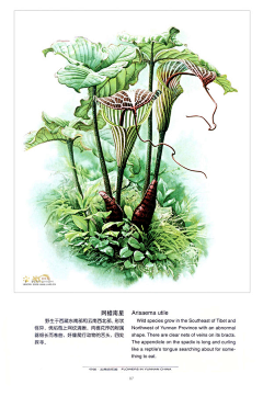 DD-采集到植物