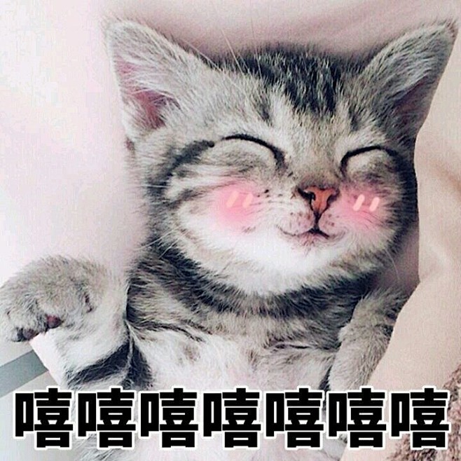 可爱萌宠表情包