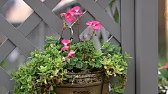 植物花草_盆栽花卉_植物壁纸_植物花卉_植物盆栽_温馨盆栽_桌面壁纸_爱壁纸HD