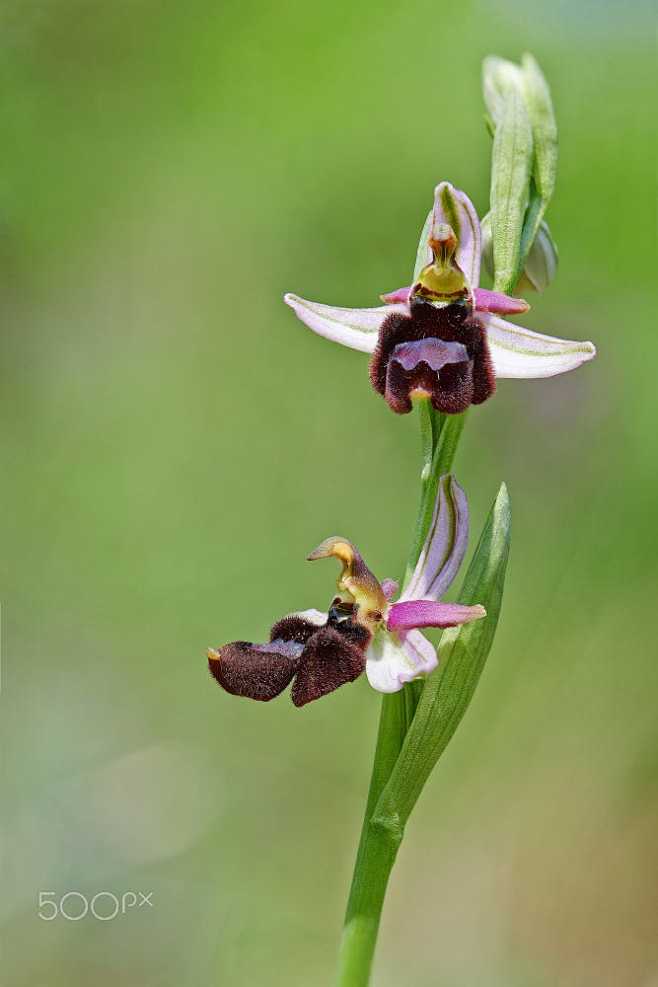 兰花
Ophrys benacensis...