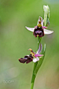 兰花
Ophrys benacensis.jpg by Salvetti Alberto on 500px