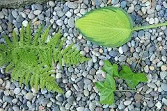 做一片只属于你的叶子：DIY打造独一无二的花园汀步 : 台风过境，一片狼藉，别说叶子，连树木本身都无法保证能坚守立场…… 到底有没有能够抵御台风，始终坚守在你的小庭院里的叶子呢？ 今天小编就来分享一下，不一样的花园汀步之“台风也吹不走的叶子”的DIY教程~ 需要准