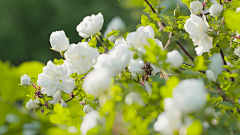 Akurimomo采集到ACQUA ALLE ROSE