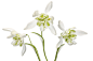 Snowdrops : Explore Mandy Disher photos on Flickr. Mandy Disher has uploaded 1001 photos to Flickr.