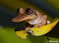 巴西的鸭嘴兽树蛙Duckbill Treefrog(学名Aparasphenodon arapapa), 摄影： Konrad Mebert. 这个种真是太可爱了～ ​​​​