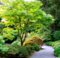 Green Japanese Maple underplanted with Smaller Japanese Maples and Azaleas: 