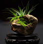 菖蒲是个啥？ 金华首届菖蒲展古子城优雅亮相--金华频道