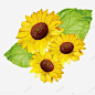 金葵花向日葵黄色花朵鲜花向阳花 免费下载 页面网页 平面电商 创意素材