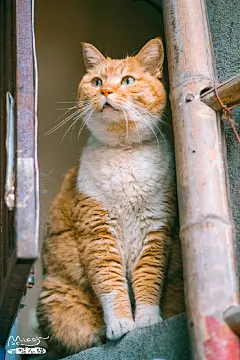 隆昌公寓表情包大橘子，了解一下 ​​​​