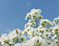 white-flowers-garden-blue-sky-background