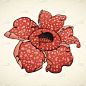 大王花,仅一朵花,无人,巨大的,怪异,红色,植物,热带气候,植物学