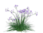 紫娇花23