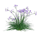 紫娇花01