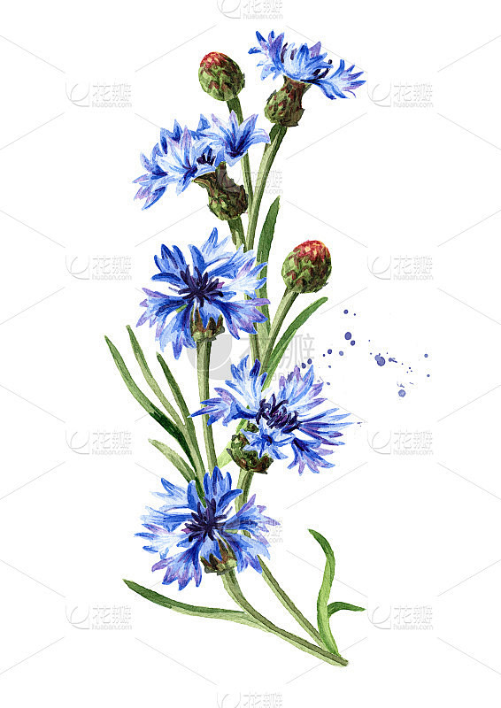蓝色花矢车菊茎与叶。手绘水彩插图，孤立的...