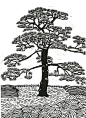 JAPANESE PINE TREE - Linocut Print - Black and White Landcsape Print 9x13 - Ready to Ship : This relief block print shows a solitary sculpted Japanese black pine tree against a manicured landscape.  Image size: 8” x 11”/20 x 28cm Paper size: 10 x 13”/25 x