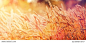 Majestic views. Wheat Field with the Sun. Golden Wheat Ears close-up. A fresh Crop of Rye. The idea of a Rich Harvest Concept. Rural Landscape under Shining Sunlight. Soft Lighting Effects.