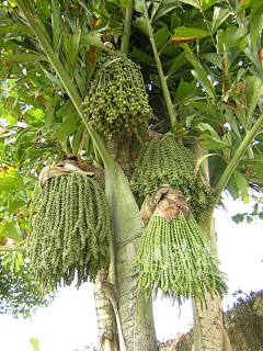 谢弋采集到植物