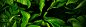 绿色植物,清新,手绘,叶子,植物,花草,海报banner,卡通,童趣图库,png图片,网,图片素材,背景素材,3623964@北坤人素材