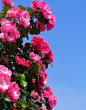 blossom, plant, flower, petal, cute, rose