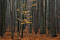 Hornbeam tree in forest. by Piotr Skubisz on 500px