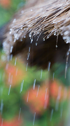 木石白头采集到雨