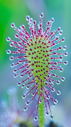 HD高清手机壁纸，真正的美丽，不是青春的容颜，而是绽放的心灵