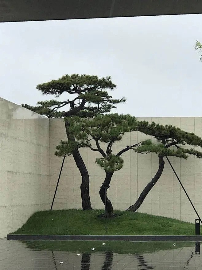黑松