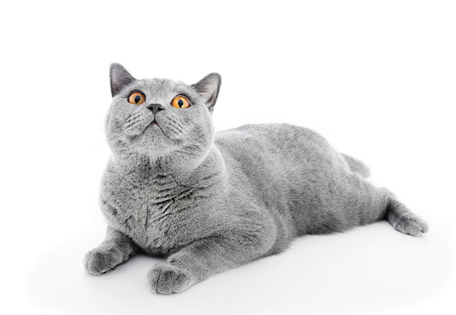 英短 蓝猫 猫