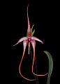 【棘唇石豆兰 Bulbophyllum echinolabium】 #采集大赛#