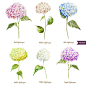 包装植物植物花卉美容化妆品水彩手绘花朵AI矢量设计素材 (2)