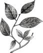 国外复古线描海洋动物蔬菜蒸汽汽车花卉玫瑰运动航海矢量图案合集 (50)