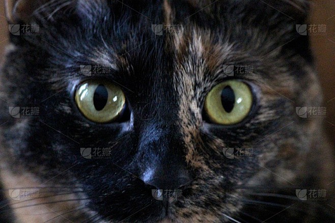 猫锐利的眼睛。
