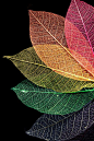 Colored Leaves