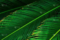 美丽的图案从悬挂的长绿色棕榈树叶在丛林。热带自然树叶背景